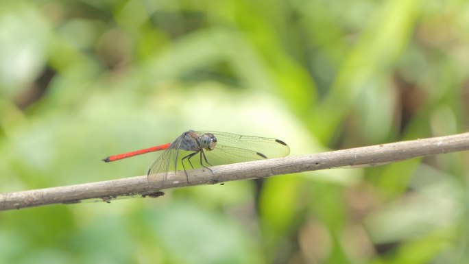 栖息在树枝上的普通红撇子蜻蜓。