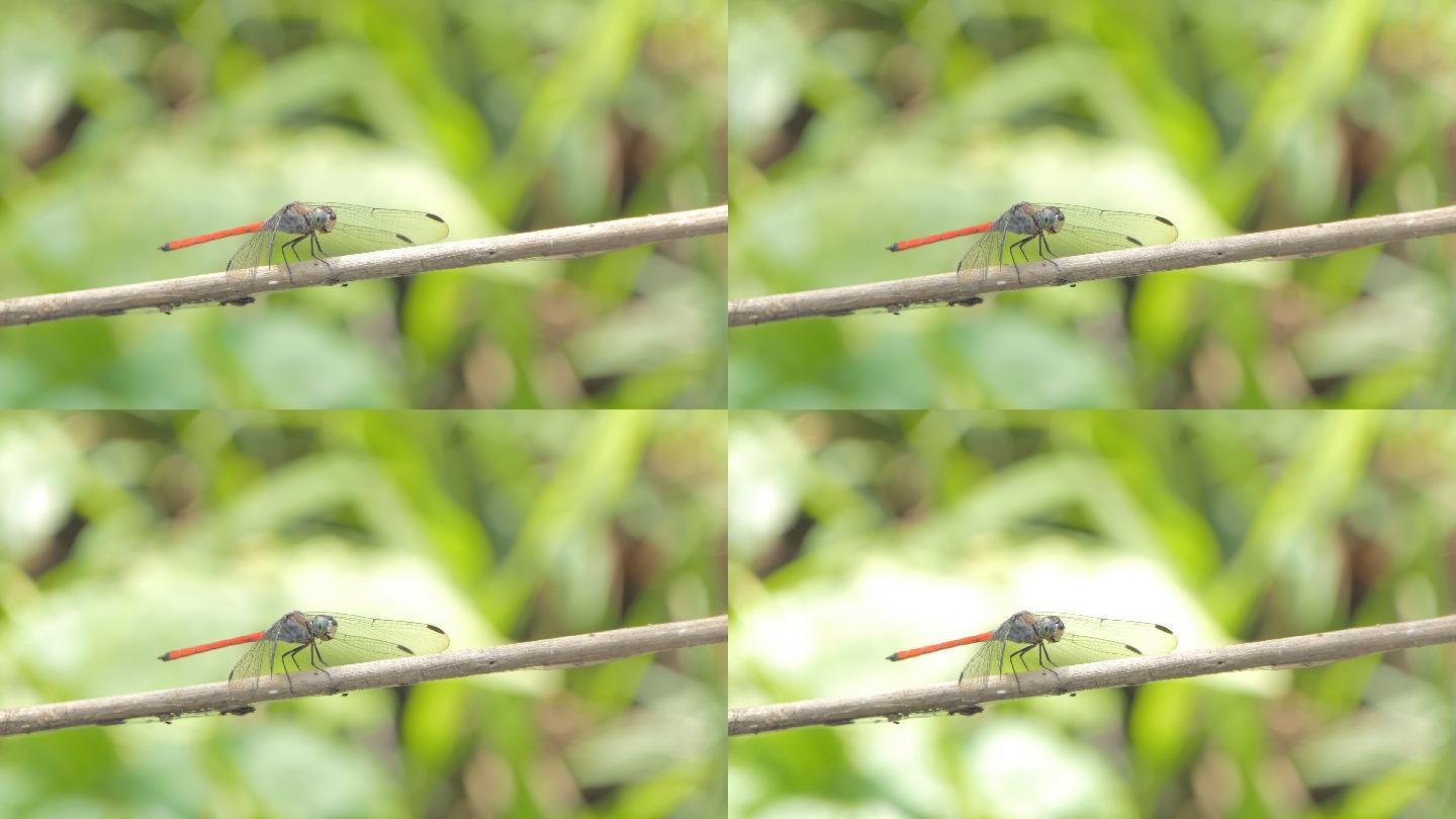 栖息在树枝上的普通红撇子蜻蜓。