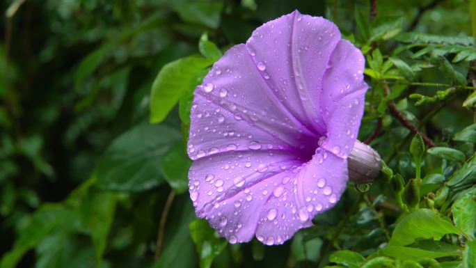 野外植物鲜花雨后五爪金龙