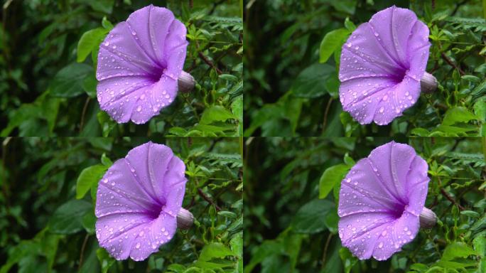 野外植物鲜花雨后五爪金龙