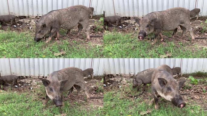 野猪自由进食。农场畜生家畜