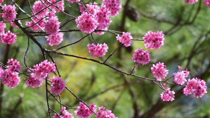 樱花粉红花早樱晚樱