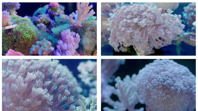 4K实拍海底世界珊瑚