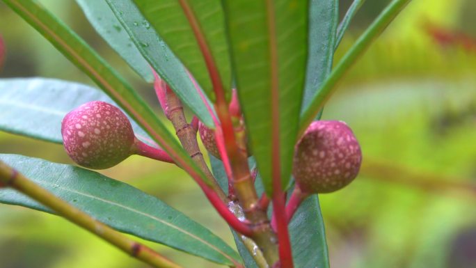 两个不能吃的果子虚实变焦山林植物果实