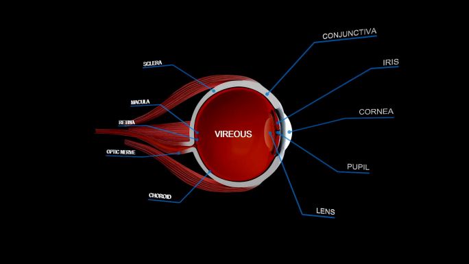 眼球解剖细节眼科