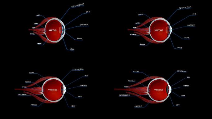 眼球解剖细节眼科