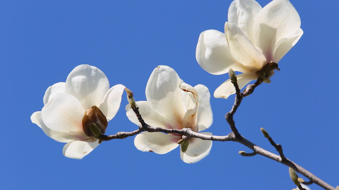 春天盛开的白玉兰花