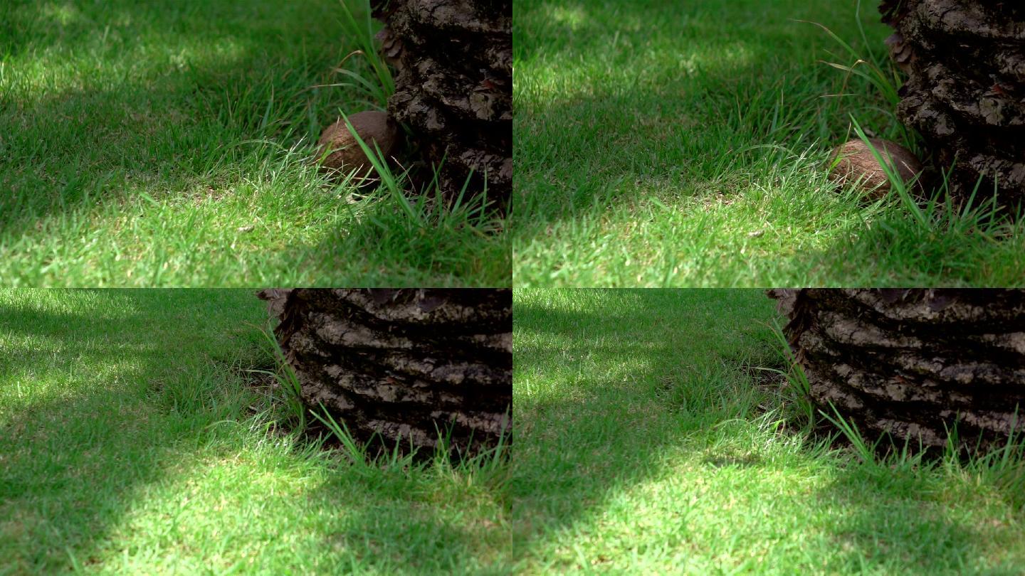 两段椰子落在草地上的视频真的很慢