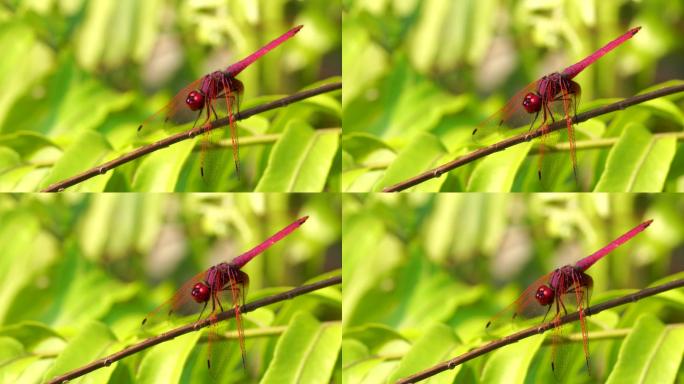红蜻蜓特写野生动物，大眼睛是五颜六色的，绿色背景在花园里。
