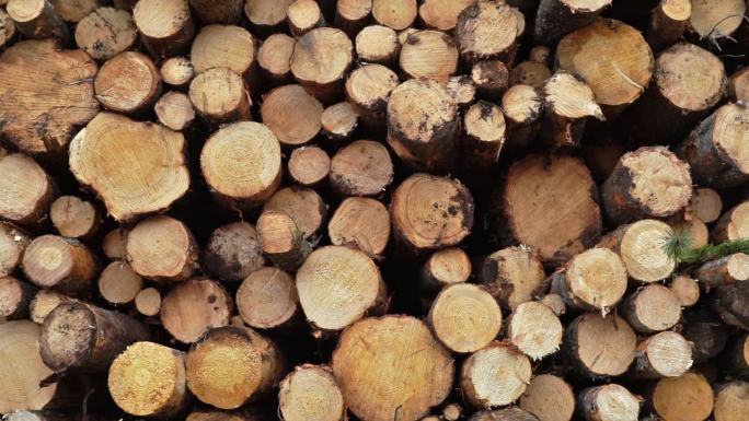 木材工业伐木桩伐木资源