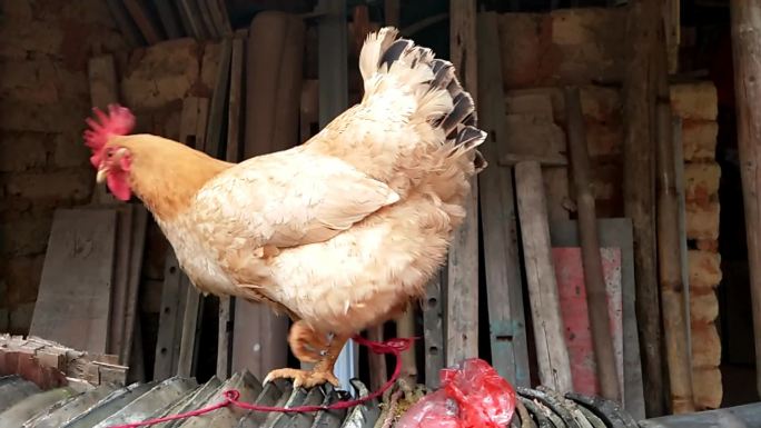 老母鸡活鸡展示农家棚活鸡 美味 吃鸡