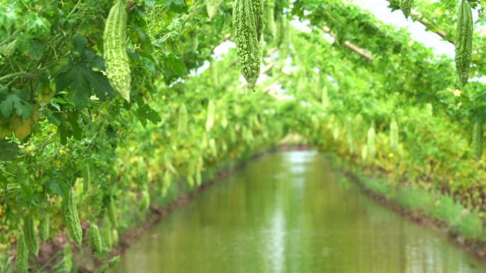 越南安江省安府越南风格苦瓜园排水沟4k镜头，蔬菜园和农场概念