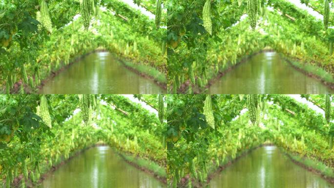 越南安江省安府越南风格苦瓜园排水沟4k镜头，蔬菜园和农场概念