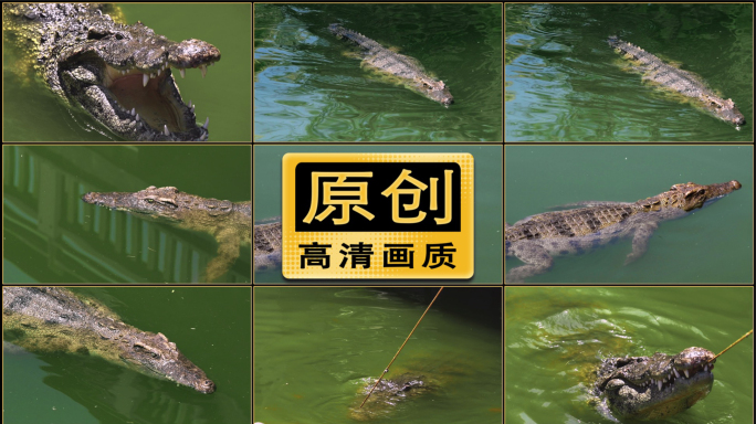 原创水中的鳄鱼视频素材