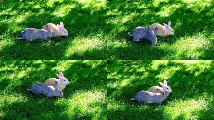 草地上的兔子。吃草树荫下阳光