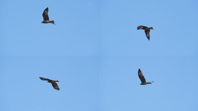 黑耳风筝在天空中飞翔，动作缓慢。