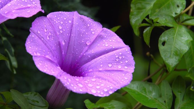 山林植物紫色的鲜花水珠