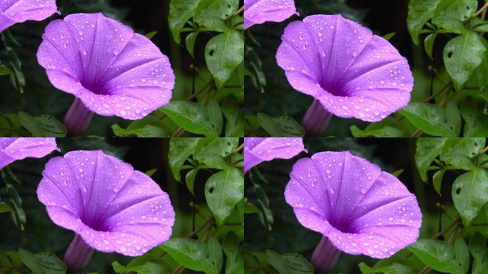 山林植物紫色的鲜花水珠