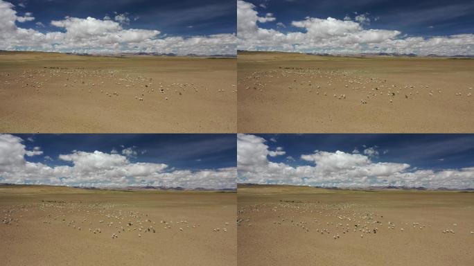 原创 西藏阿里环线藏北绵羊牧场自然风光