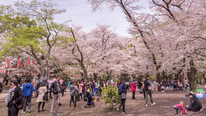 樱花节公园派对樱花节公园派对