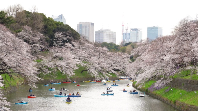 4k：日本东京千里光府池公园的樱花花瓣飘落