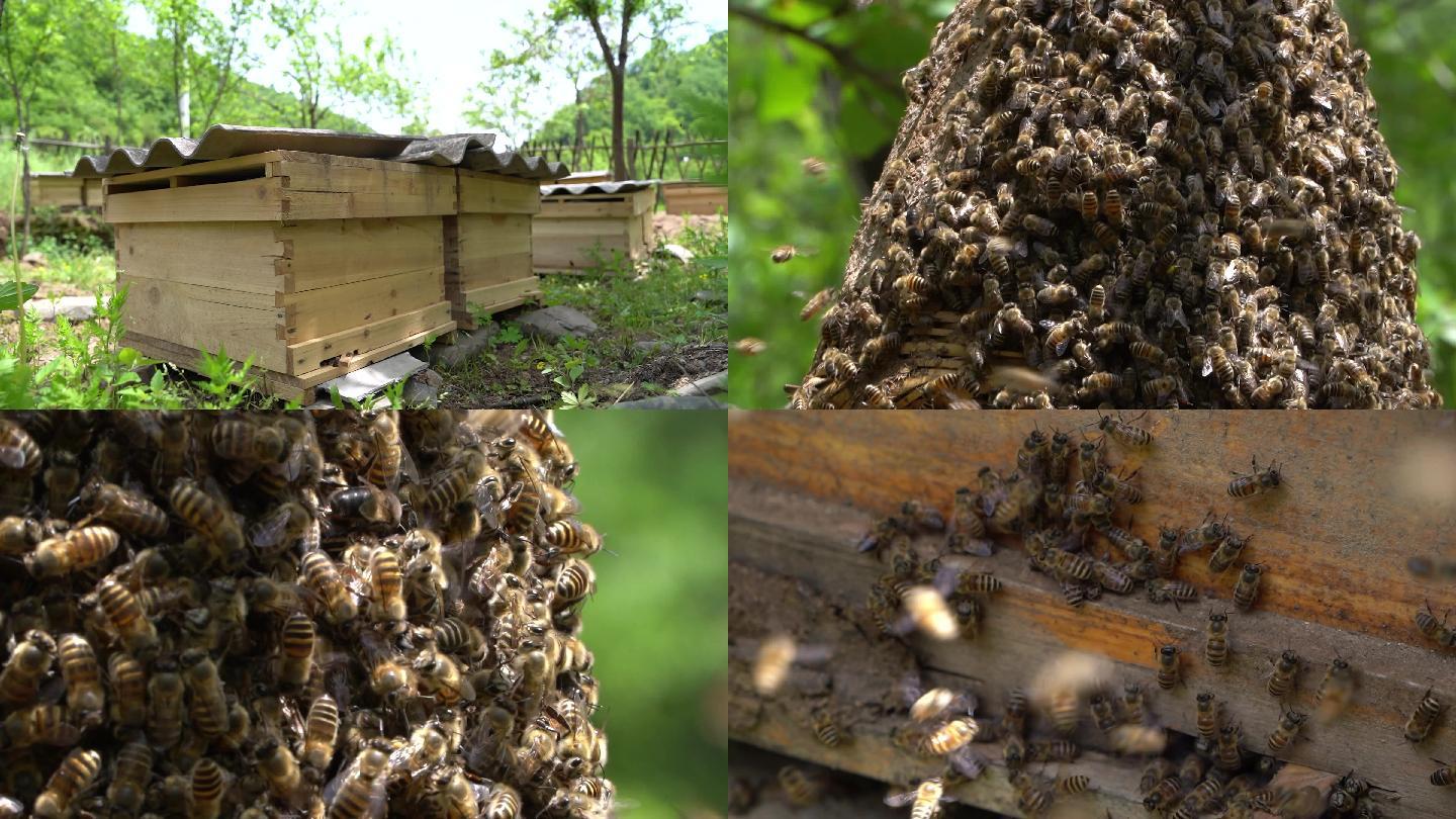 4k养蜂蜜蜂分蜂蜂箱