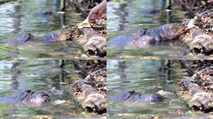 特写捕捉乌龟在水中吃面包