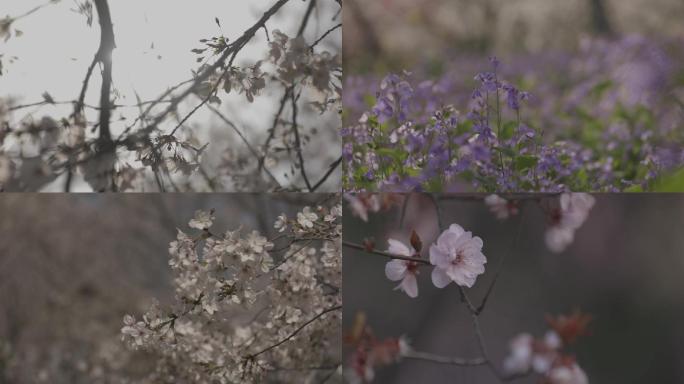 植物花朵