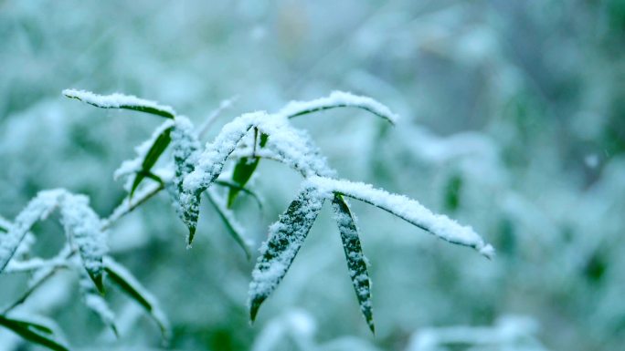 竹叶飘雪竹叶飘雪