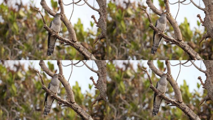 马达加斯加布谷鸟各种鸟儿站在枝头鸟儿飞走