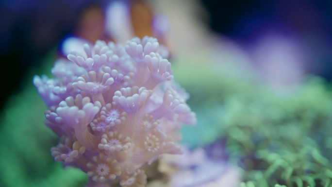 4K实拍海底世界珊瑚