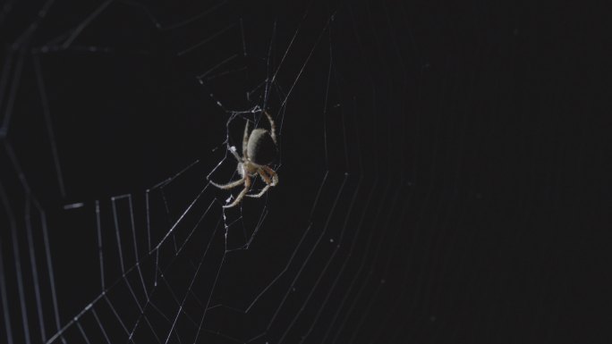 夜间蜘蛛网节肢动物