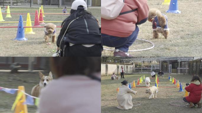 各类狗狗草坪上跑步比赛镜头