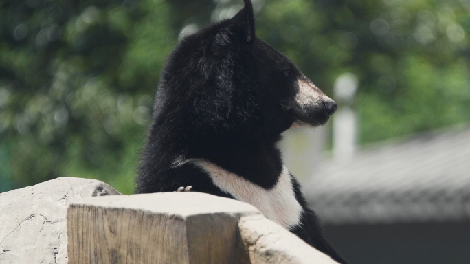 原创动物园黑熊视频素材