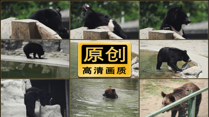 原创动物园黑熊视频素材