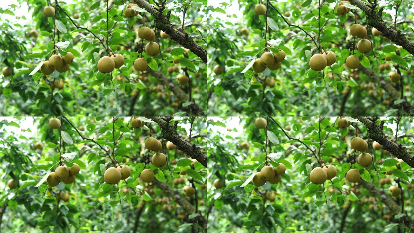 梨树果园。梨树