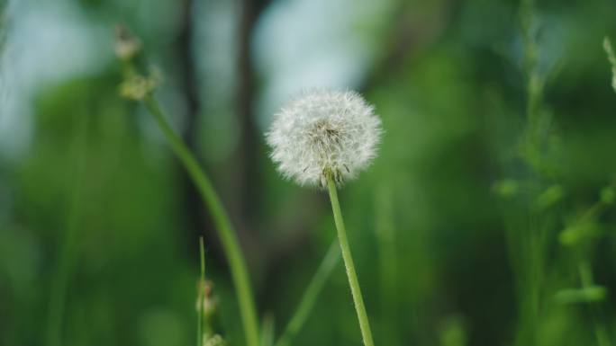 8k蒲公英夏天万物复苏植被大自然