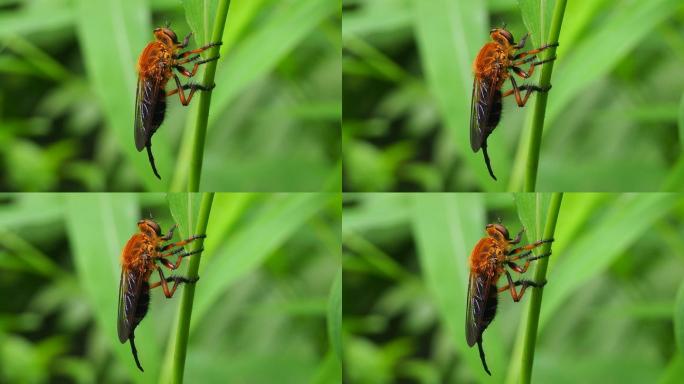 双翅目昆虫生态生物学农学