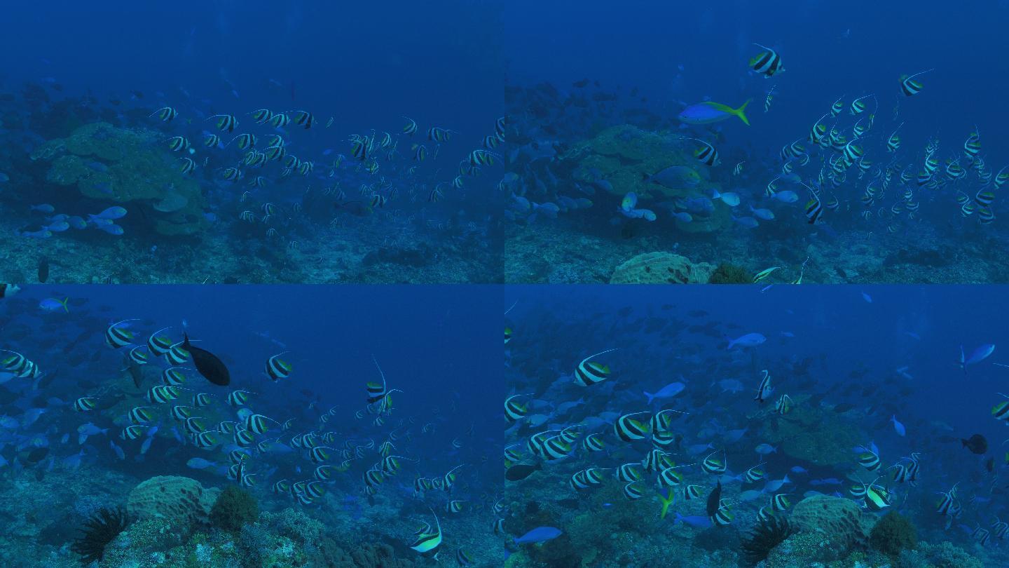 科莫多珊瑚礁中的三角蝴蝶鱼（4K）