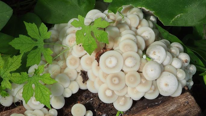 原木上的蘑菇香菇木耳野生菌大自然