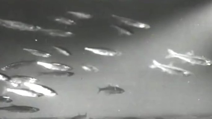 70年代海洋生物渔业研究