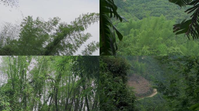 茂盛的竹子的农村竹子微风下的森林竹林