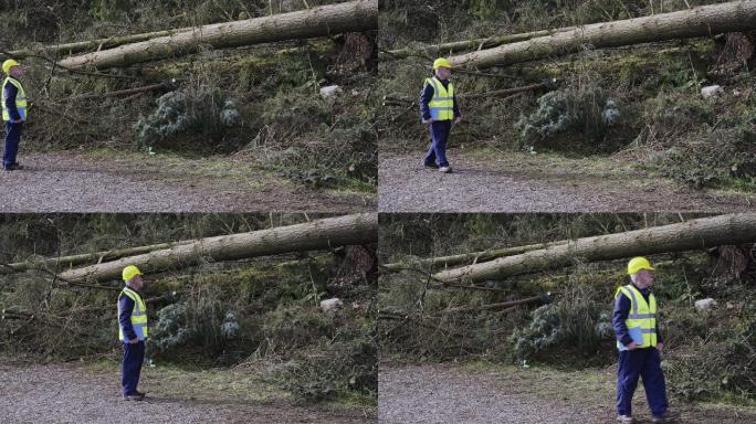 林业工人看着风暴毁坏的树木