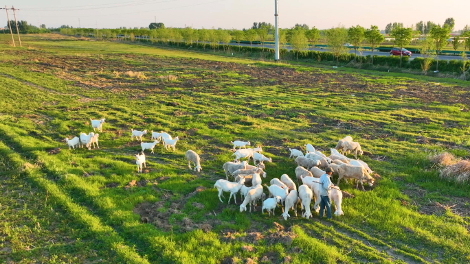 农民放羊草地放牧