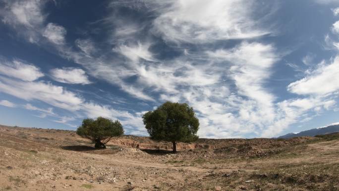 延时拍摄蓝天白云 戈壁滩 孤独的树