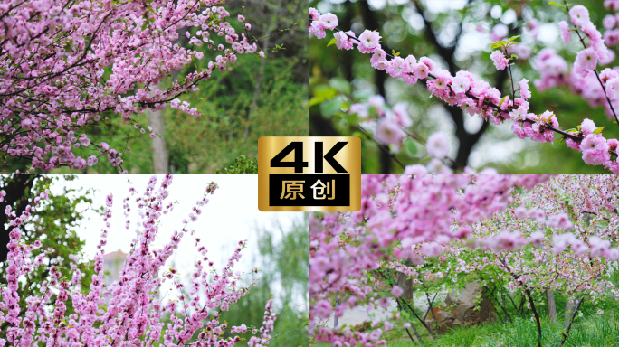 4K公园花朵盛开春意盎然