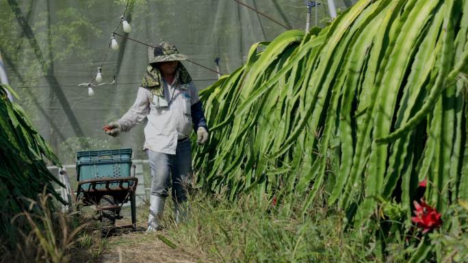 龙果园的亚洲农民，采摘农产品的农民