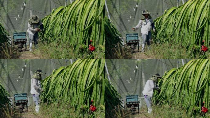 龙果园的亚洲农民，采摘农产品的农民