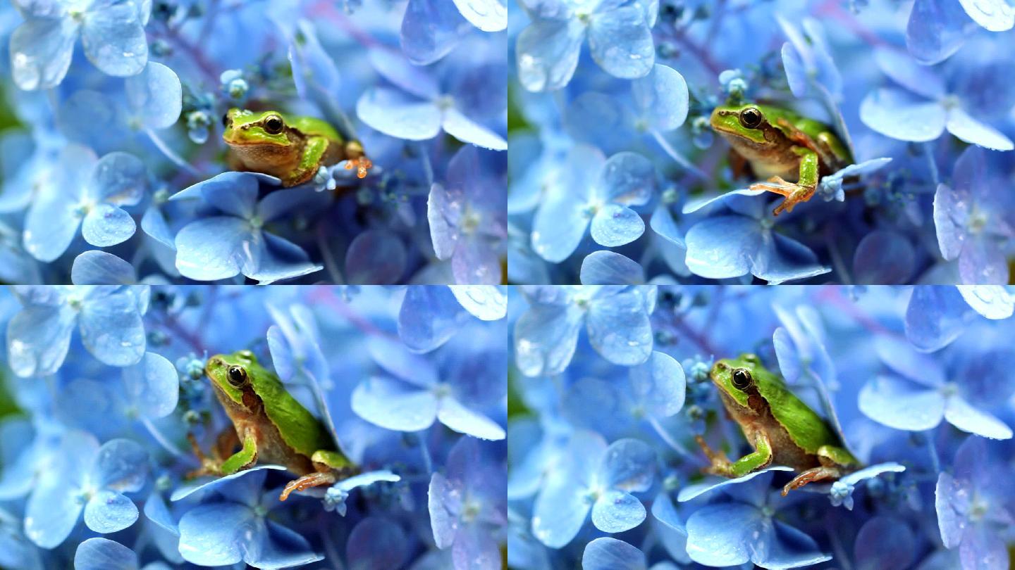 绣球花上的青蛙绿蛙特写呱呱