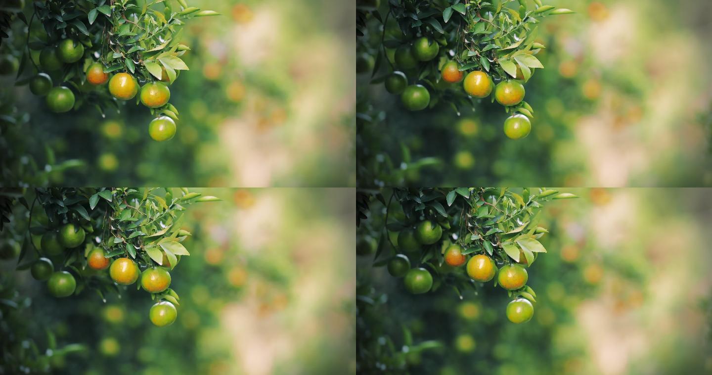 橘子树上的鲜橙绿色生态广告宣传果蔬生态园
